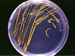 Cultivo de microorganismos en placa de agar