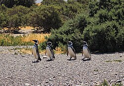 Colonia de pingüinos de Magallanes en Punta Tombo