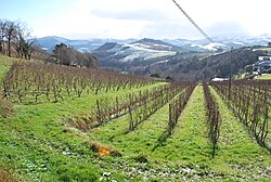 Viñedos dedicados al cultivo de txakolí en Zarauz