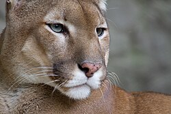 Los pumas viven a lo largo de los estados del oeste de los EE. UU.