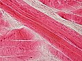 Estructura celular detallada bajo observación microscópica avanzada