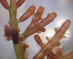 Laurencia, alga perteneciente al grupo Florideophyceae