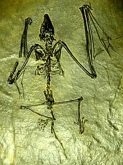 Fósil de Archaeonycteris trigonodon