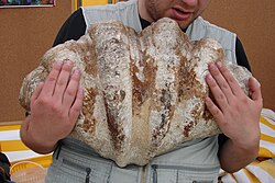 Tridacna gigas perteneciente a los bivalvos