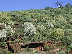 Hábitat xérico con tabaibas y cardones en La Palma