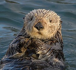 Nutria marina flotando