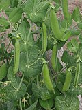 Frutos de guisante in situ