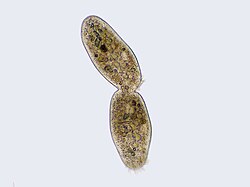 Ciliophora en citocinesis