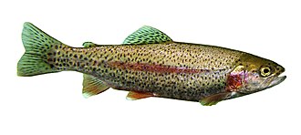 Trucha arcoíris (Oncorhynchus mykiss) mostrando sus características escamas