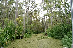 Pantano de Honey Island en Luisiana