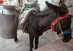 Burro de carga