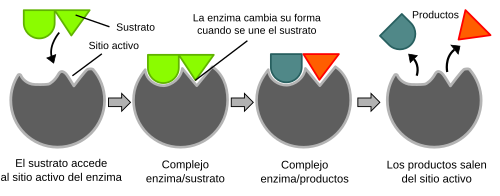 Diagrama del modelo de encaje inducido