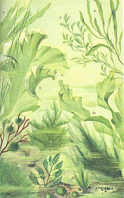 Ilustración histórica de algas verdes ulvofíceas en la obra Atlas Colorie des Plantes de 1906.