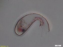 Cyphoderia ampulla