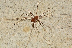 Dos opiliones apareándose