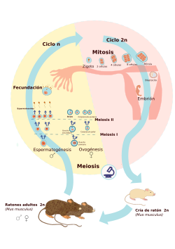 Esquema de meiosis gamética