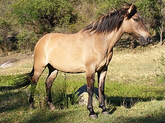 Caballo con capa de color isabelo