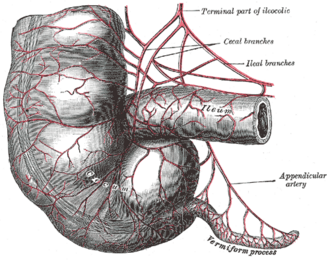 Ilustración anatómica que muestra las arterias del ciego y del apéndice vermiforme