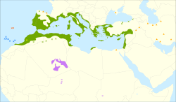 Mapa de distribución geográfica de Olea europaea europaea
