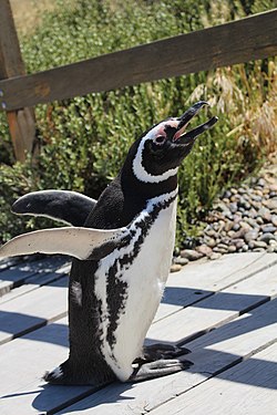 Detalle de un pingüino de Magallanes en su entorno natural en Punta Tombo
