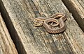 Primer plano de la cabeza de la serpiente