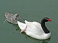 Cisne de cuello negro adulto con su polluelo