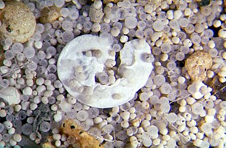 Microfósiles de sedimentos marinos