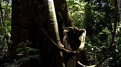 Parque nacional natural Katíos