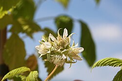 Inflorescencia de la frambuesa