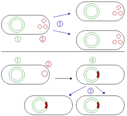 Representación gráfica de un plásmido integrado en forma de episoma.