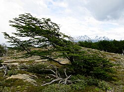 Ejemplar de ñire con follaje moldeado por el viento patagónico