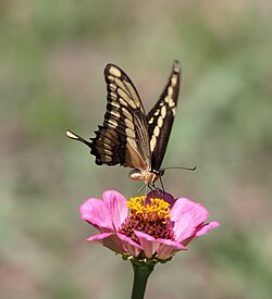 Mariposa adulta libando néctar