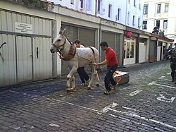 Arrastre de piedra por burro en San Sebastián.