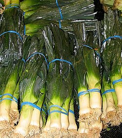 Puerros de Sahagún en su entorno de cultivo