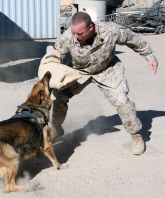 Militar entrenando a un perro para que ataque mordiendo
