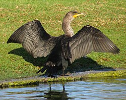 Cormorán orejudo extendiendo las alas para secarse