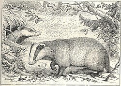 Ilustración histórica de un tejón