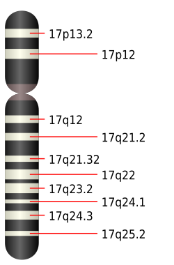 Cromátida del cromosoma 17
