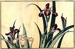 Detalle de la estampa Iris de Hokusai fechada en 1832.