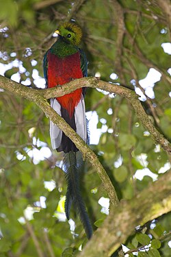 Ejemplar macho de Pharomachrus mocinno con su característico plumaje