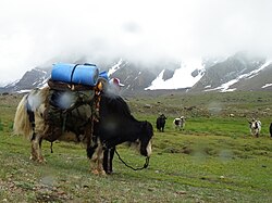 Yak utilizado como animal de tiro en Shuinj, Pakistán