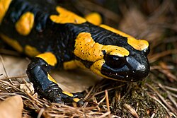 Salamandra común