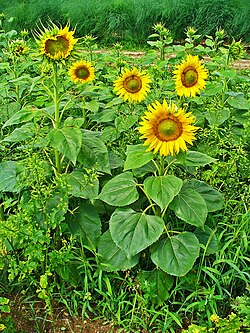 Aspecto general de la planta de girasol en un campo abierto
