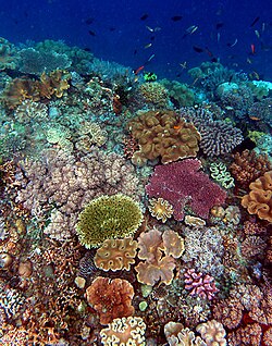 Formaciones coralinas submarinas en un ecosistema acuático de Timor.