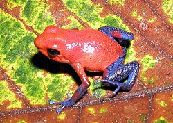 Rana flecha roja y azul