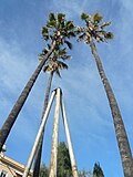 Palmeras Washingtonias en el entorno urbano