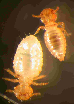 Piojo de la oveja