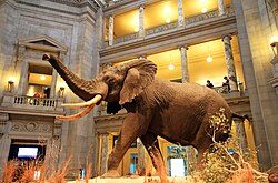 Elefante africano en la rotonda del museo