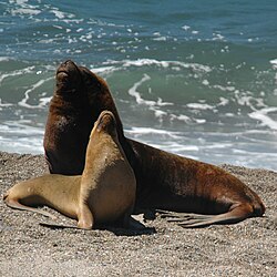 Machos y hembras de leones marinos sudamericanos en la costa.