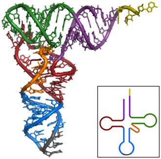 Estructura terciaria tridimensional del ARN de transferencia.